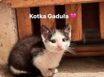 Kociaki 9 tyg do adopcji