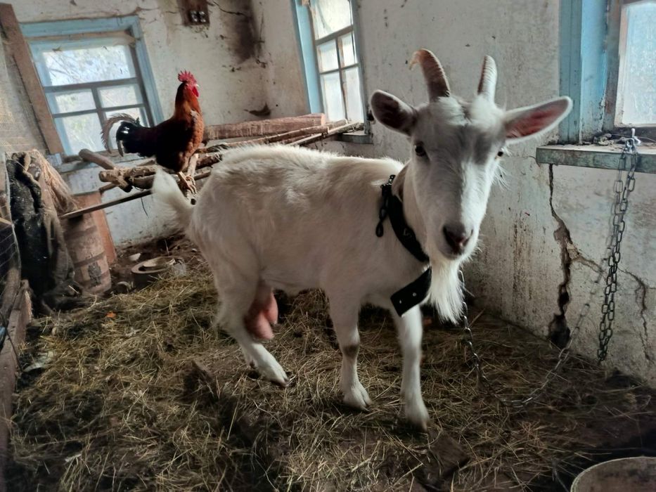 Продам дійну козу