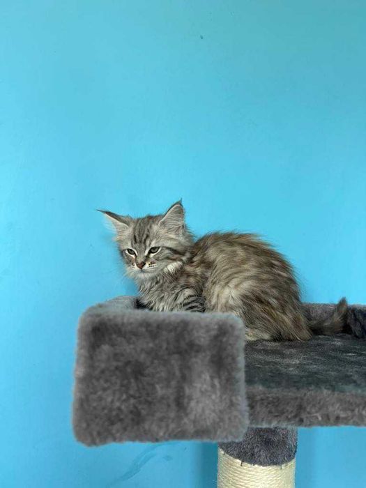 Maine Coon  z rodowodem