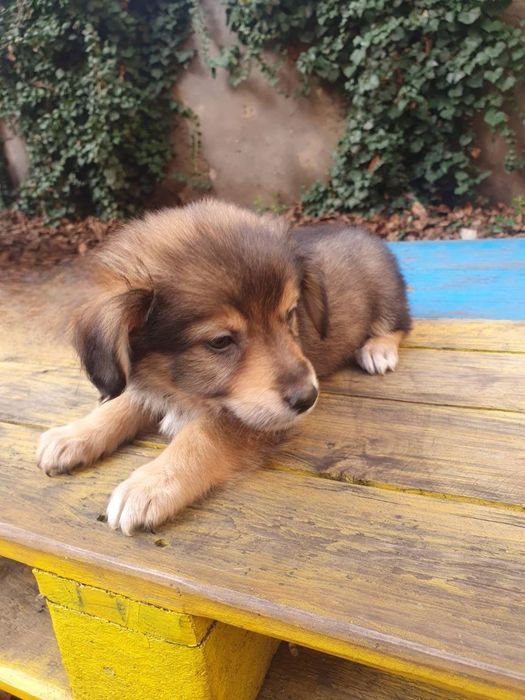 Отдам даром в добрые руки щенков