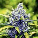 ‼️ 10szt Blueberry THC Nasiona Marihuany Konopie indyjskie outdoor