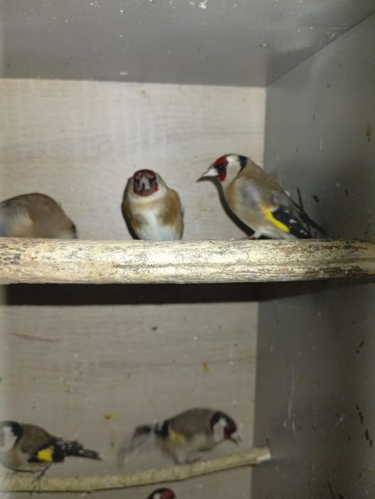 Criador número 562598