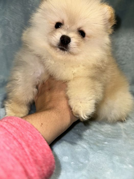 Міні дівчинка мішка