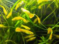 Gupiki yellow platinum .wysylka.