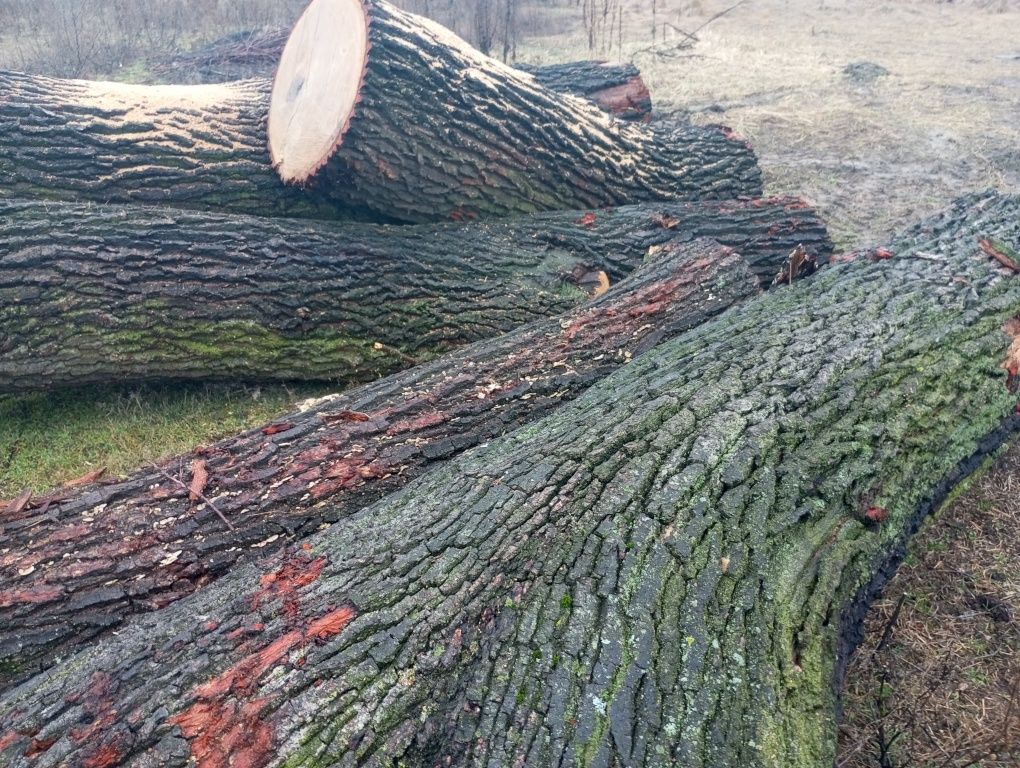 Дуб в колодах. 9 колод. Колоди порізані на довжину 315см.