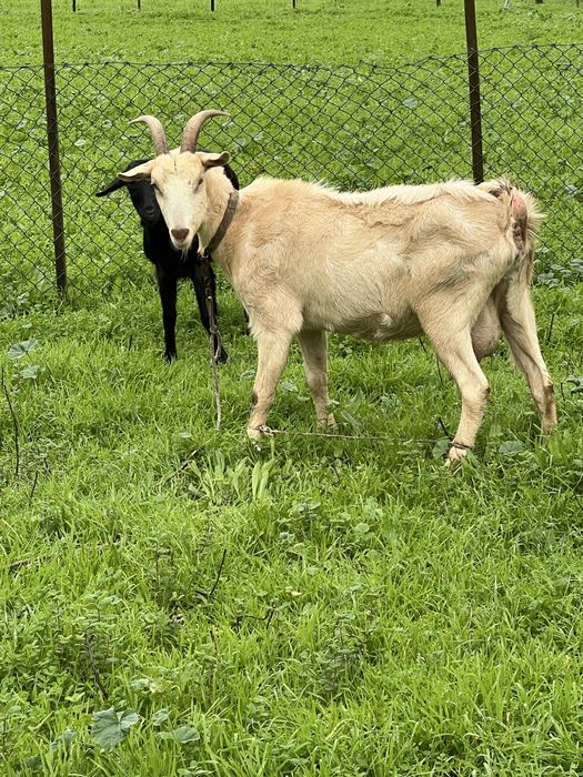 CABRA alpina  exelente linhagem
