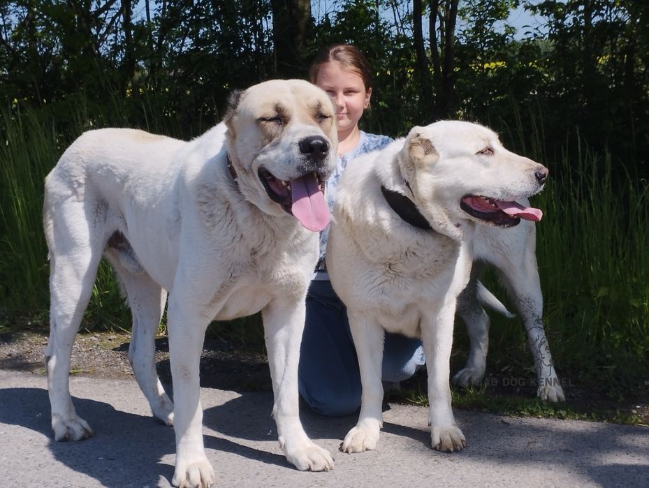 Szczenię Owczarek Środkowoazjatycki