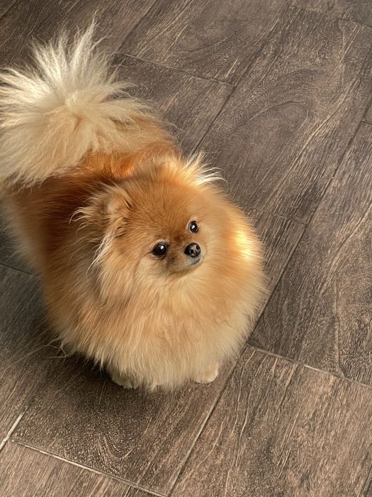 Шпиц померанский в продаже