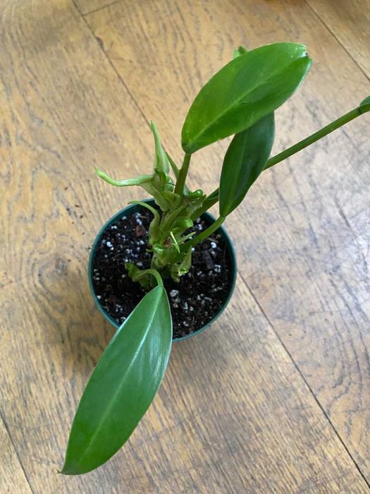 Philodendron Little Phil