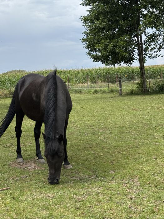 hucul do towarzystwa