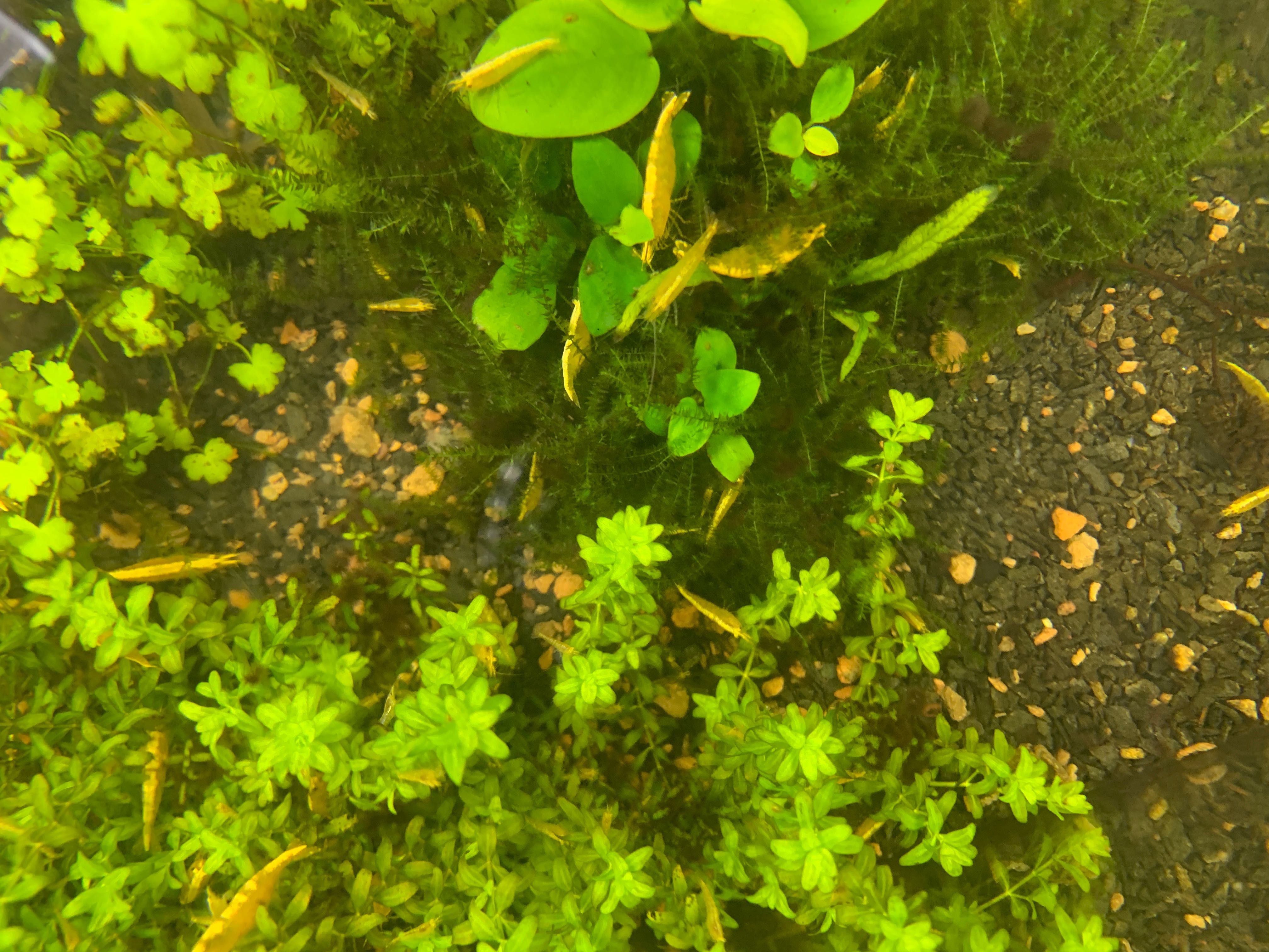 Креветка Неоновая Желтая Yellow neon Neocaridina