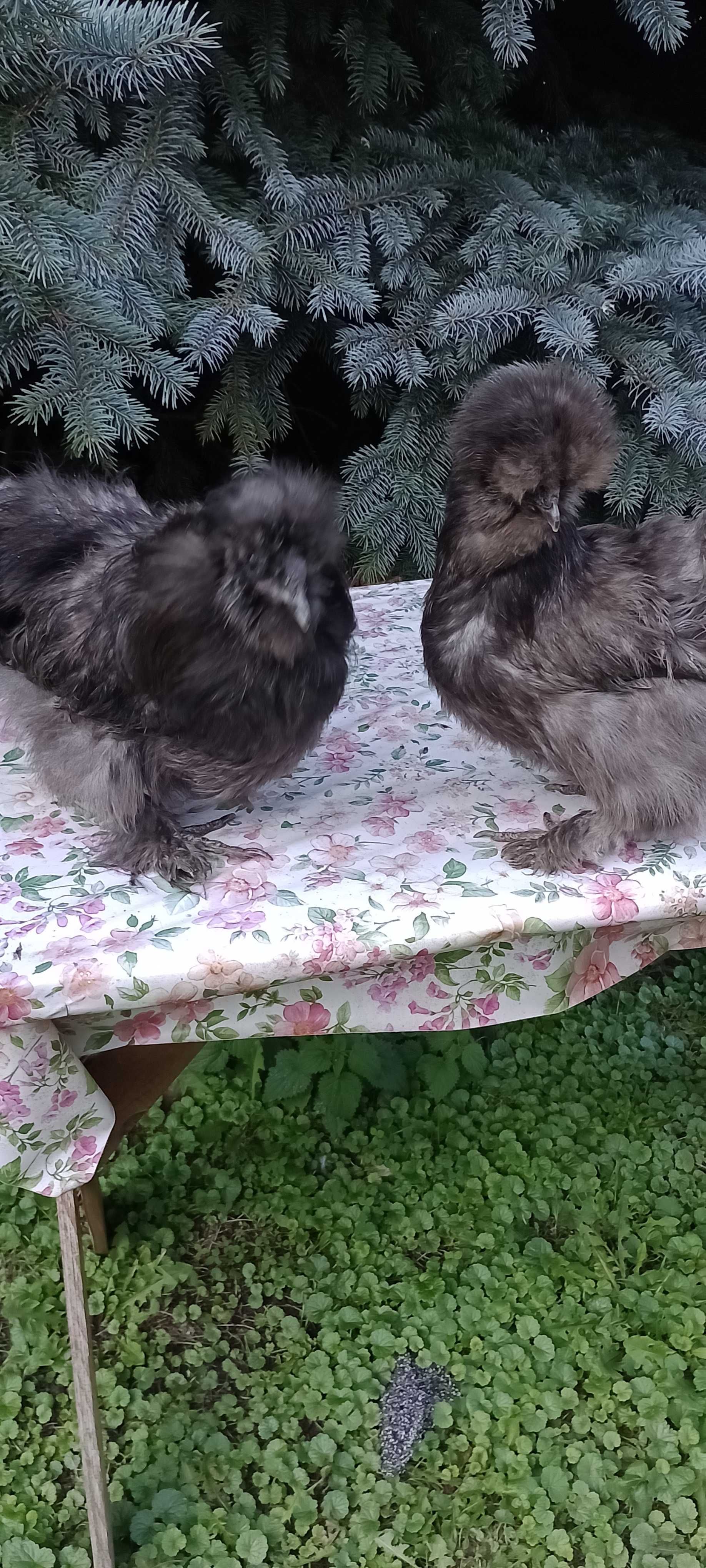 Silka silki kura jedwabista