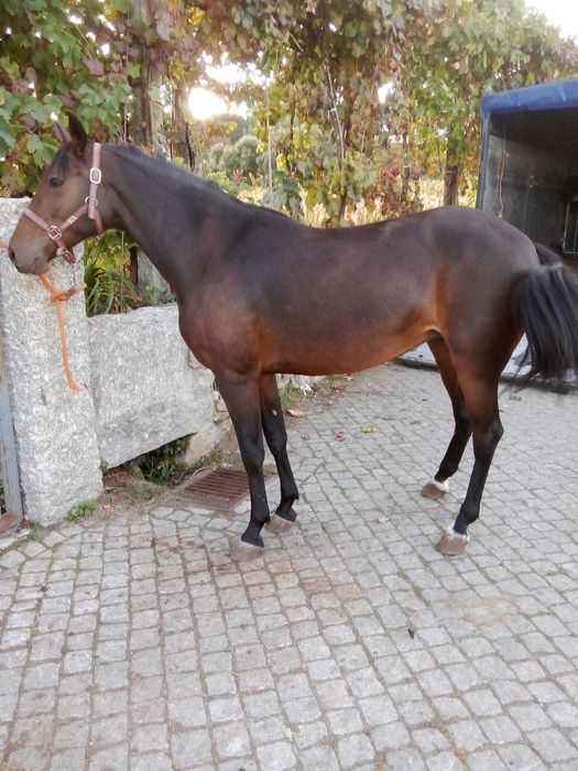 Egua 4 anos muito mansa