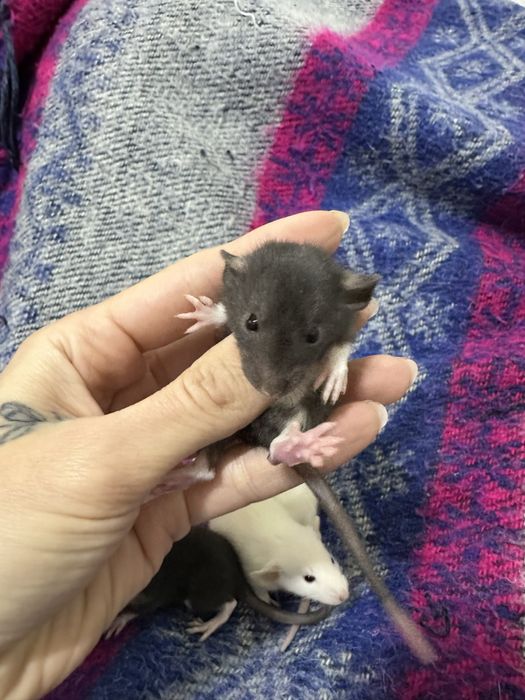 Пацюк криса щур пацюки