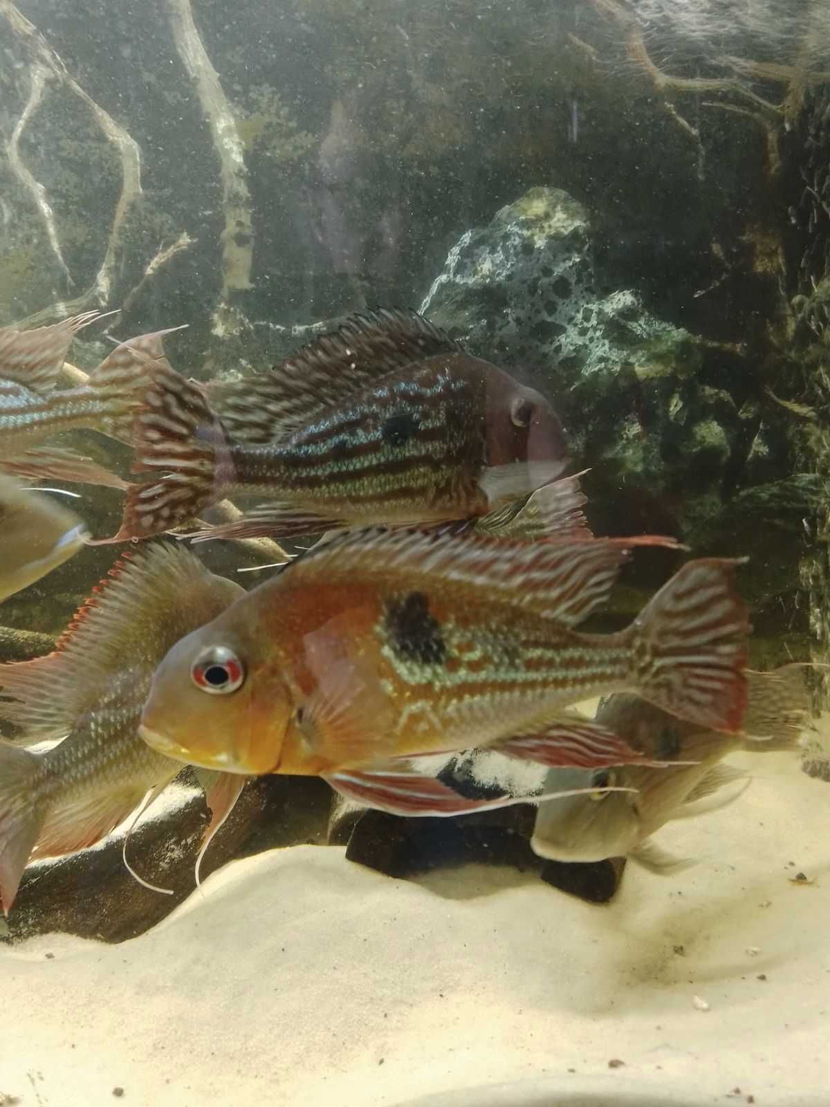 Geophagus Winemilleri