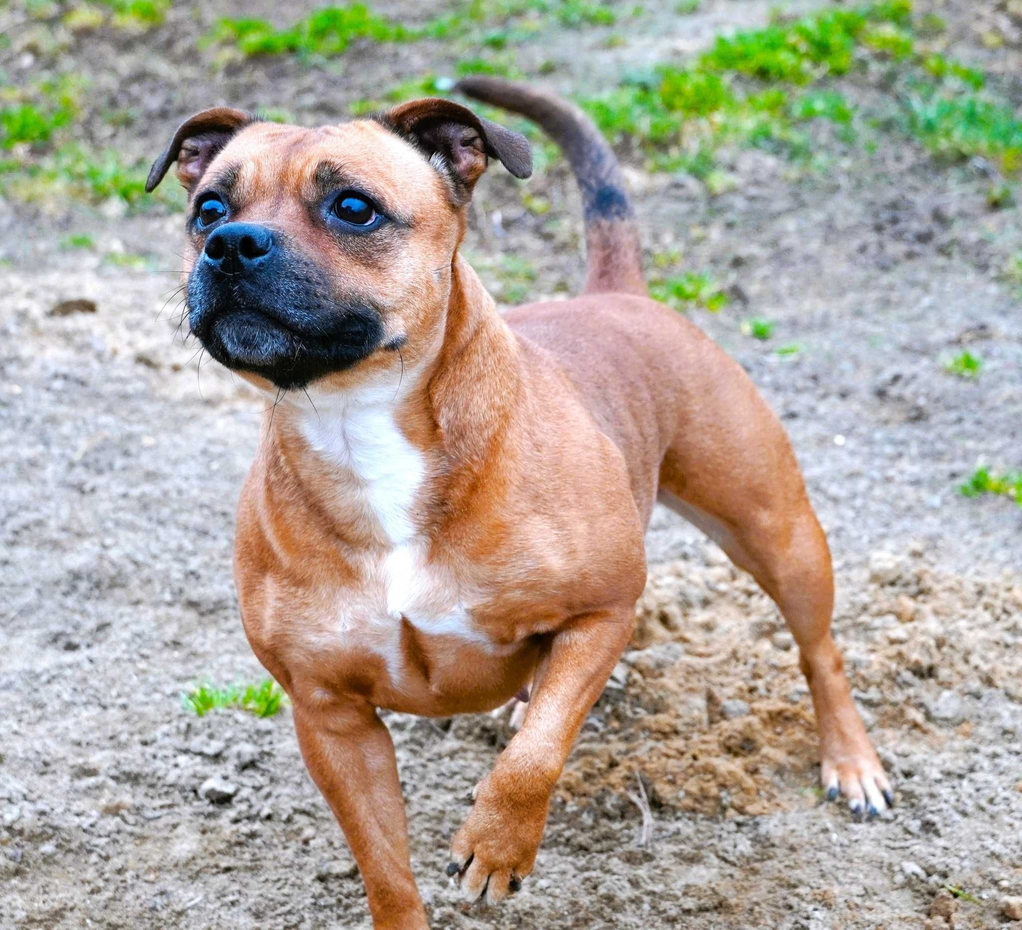 Staffordshire Bull Terrier - piesek