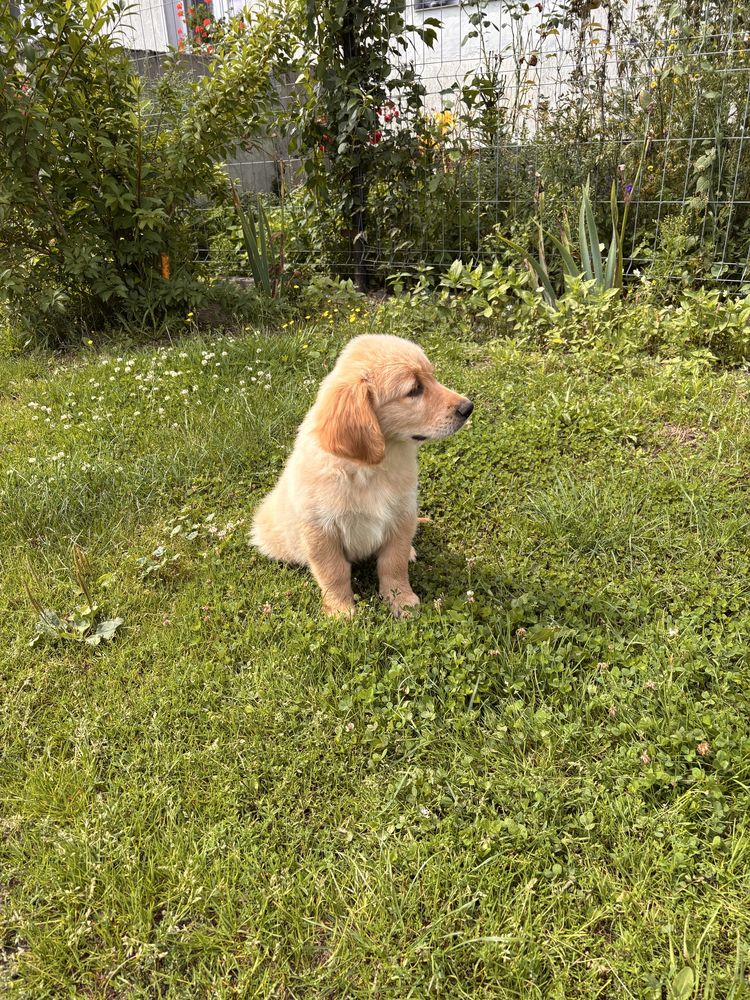 Golden Retriever Piesek