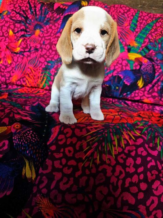 BEAGLE-unikatowy kolor -hare pied-suczka