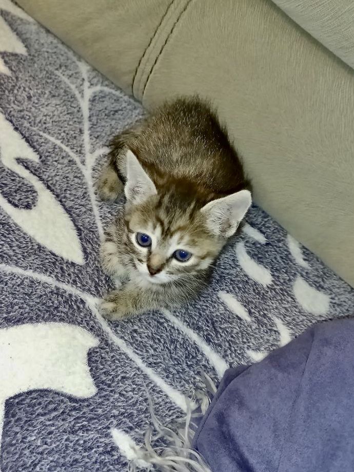 Казкові кошенята ШУКАЮТЬ родини!
