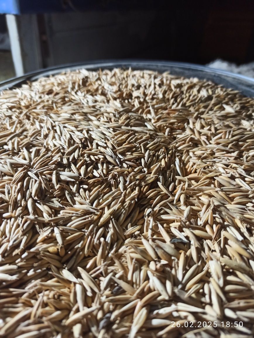 Продам кукурудзу і овес