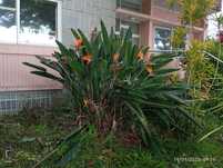 Plantas Estrelicias