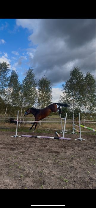 Klacz prospekt sportowy wkkw skoki