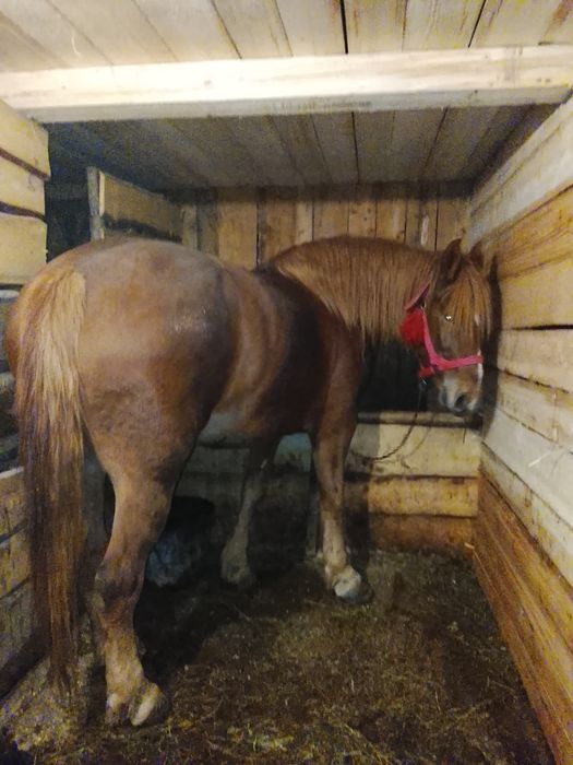 Продам кобилу 5років