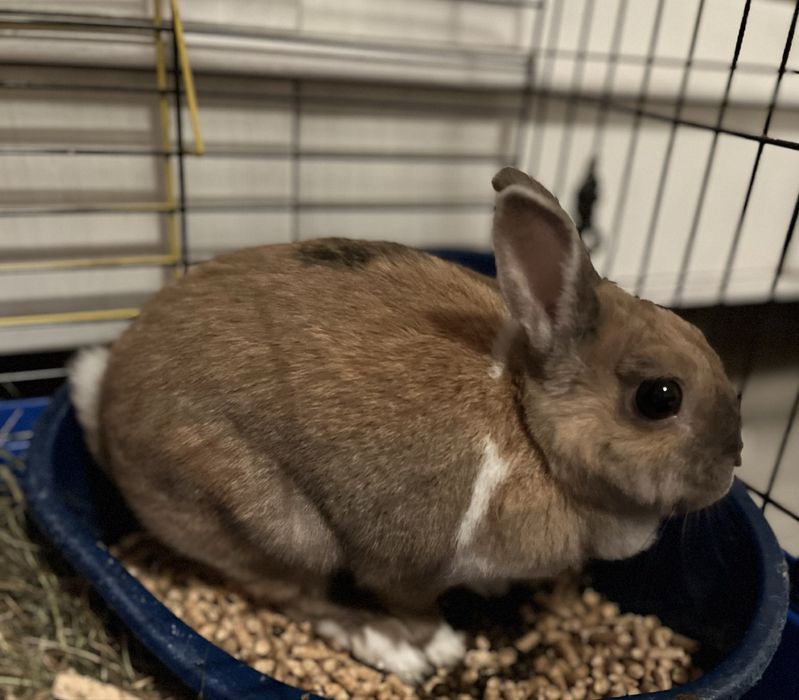 Oddam królika domowego