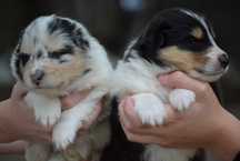 Мраморні та триколор хлопчики коллі (blue merle)