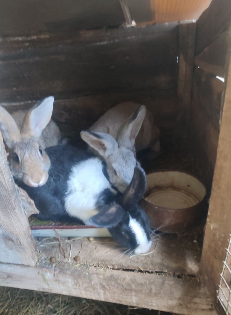 Кролі Продаю кроликів