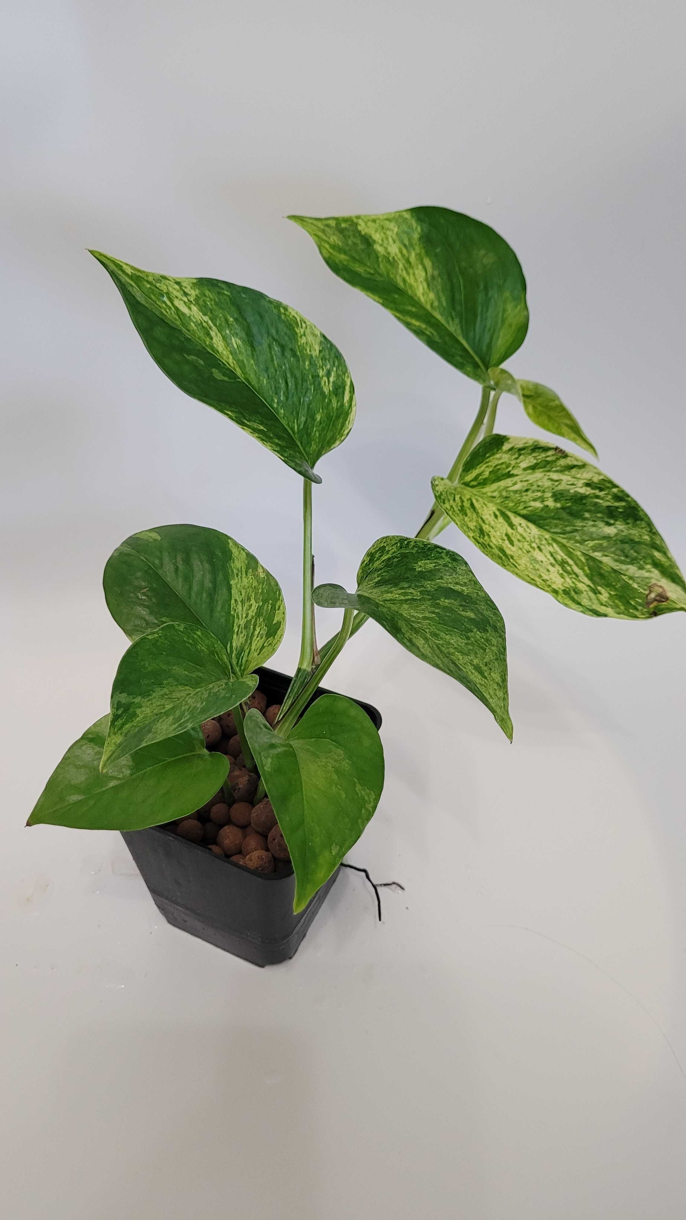 Epipremnum 'Marble Queen' – elegancka roślina o marmurkowych liściach!