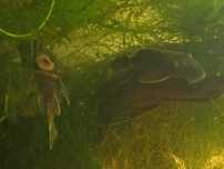 Casais ancistrus