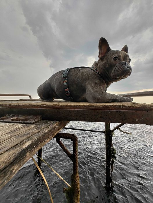 Отдам собаку в добрые руки