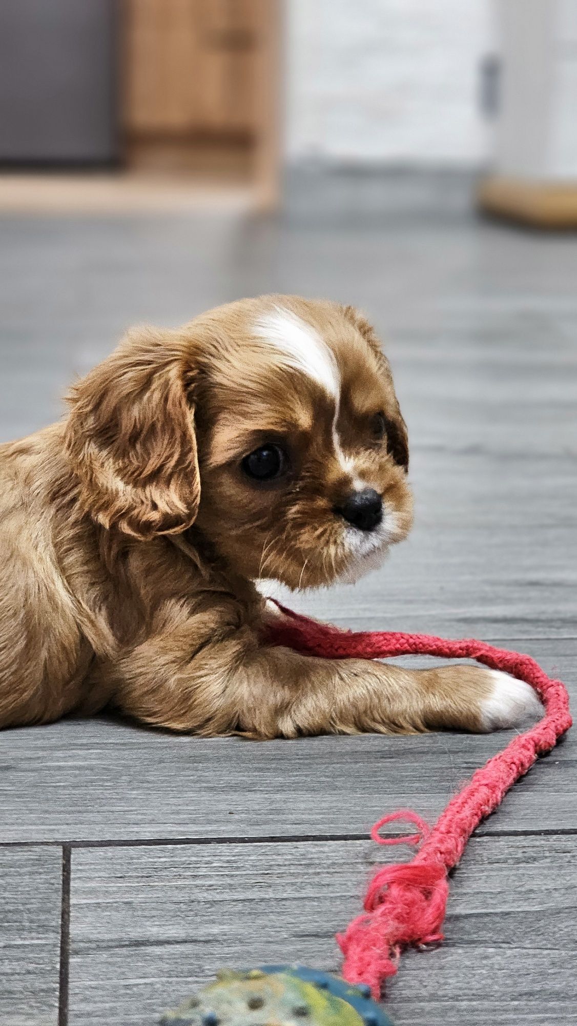 Cavalier King Charles Spaniel