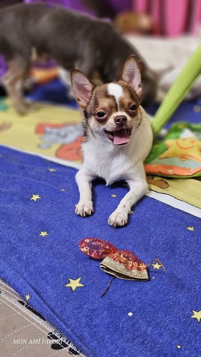 Справжній красунчик, КСУ