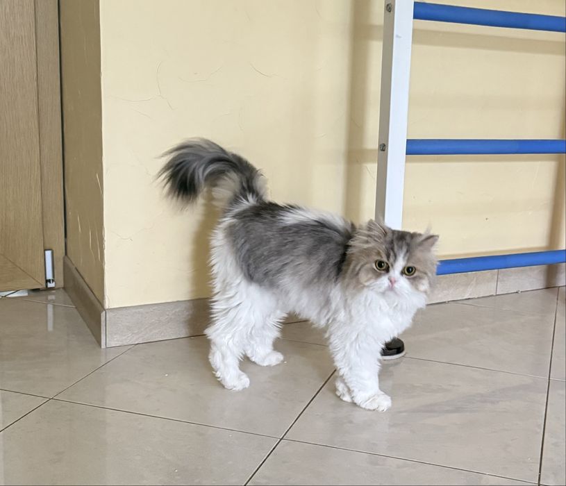 Доросла шотландська кішка