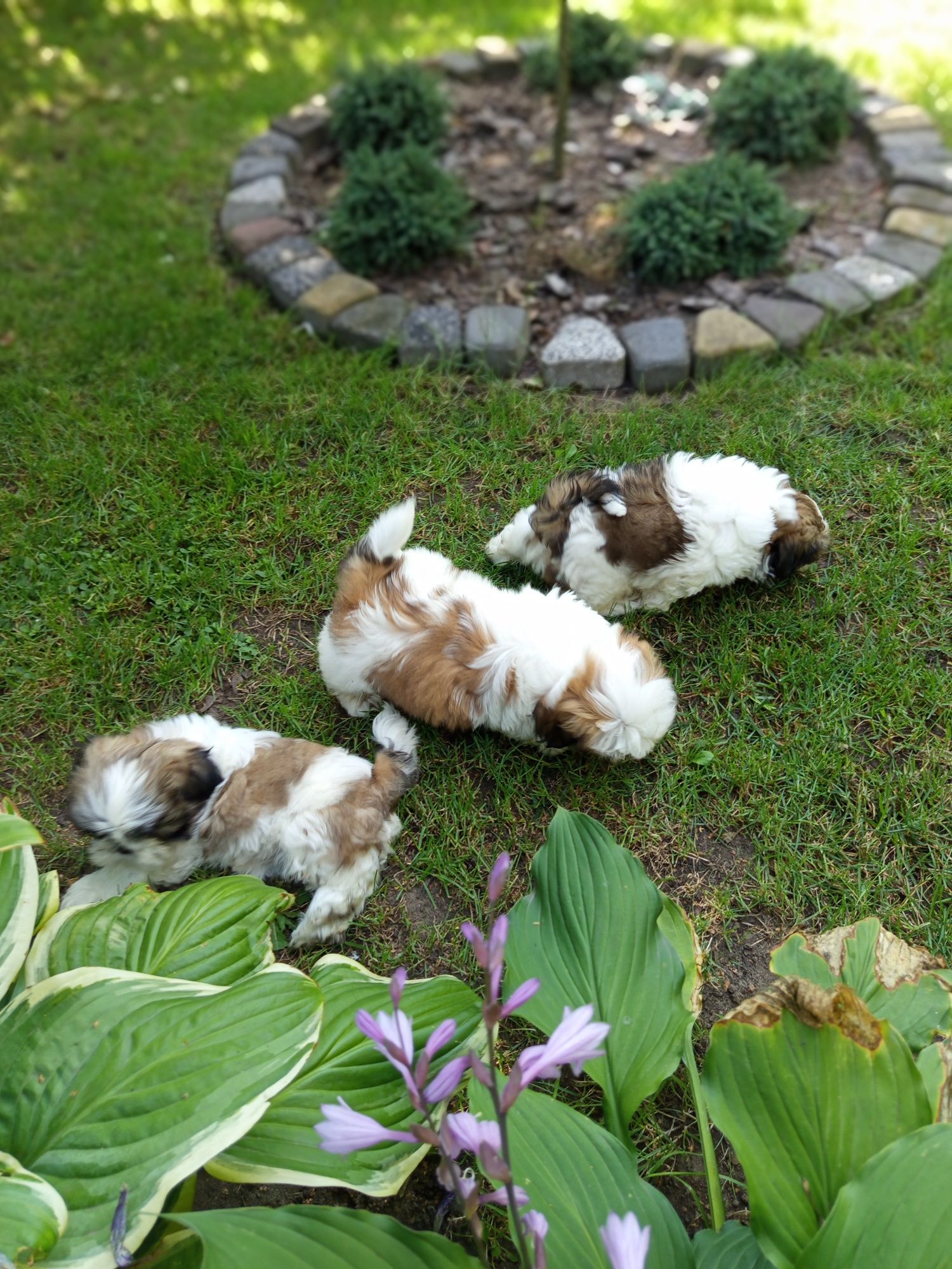 Śliczny piesek shih-tzu z rodowodem