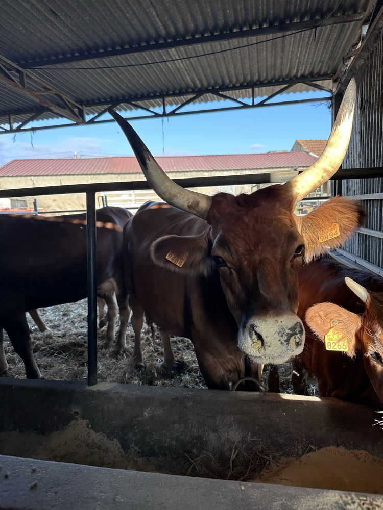 Vacas barrosas puras