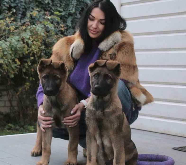 Щенки немецкой овчарки Харьков