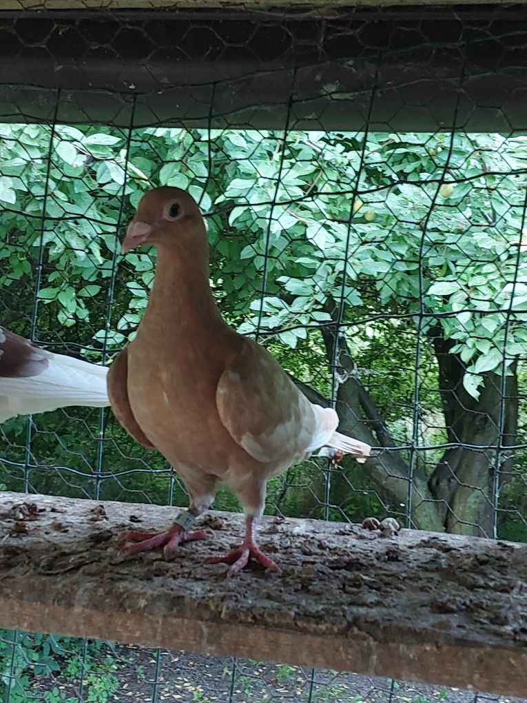 Mulemans  mulemansy żóty