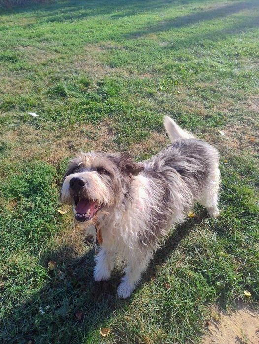 Oddam za darmo, do adopcji- Uroczy Maciuś szuka domu