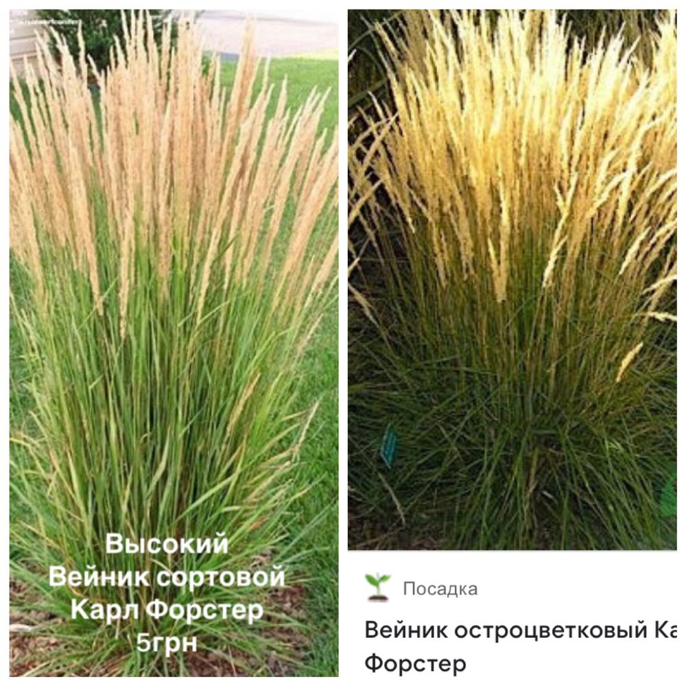 Букет злаки сухоцветы рожь ячмень мискантус колосняк ворсянка камыш