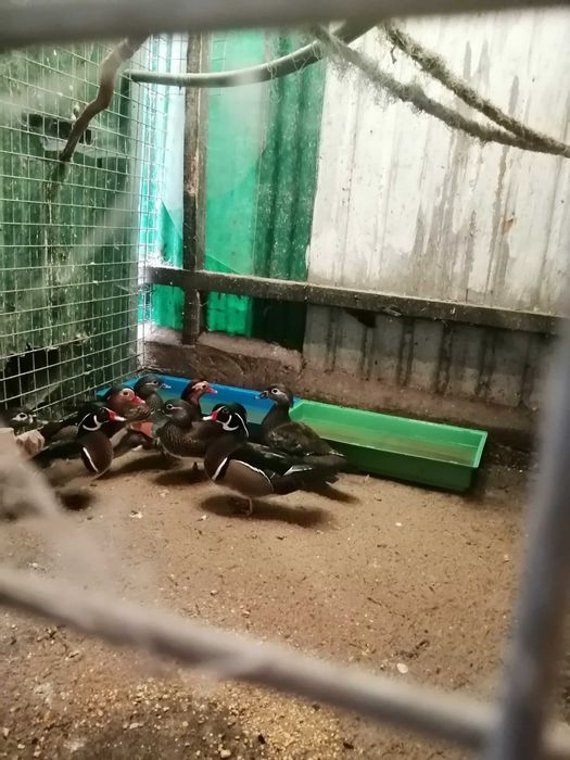 estou a vender casais de patos