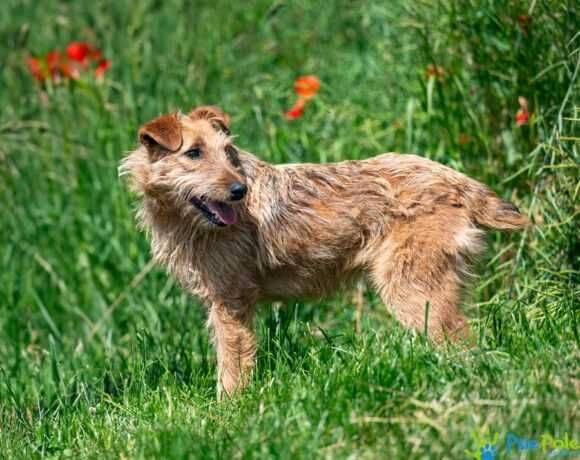 Miły, przyjacielski psiak TROLUŚ ogląda się za domkiem!