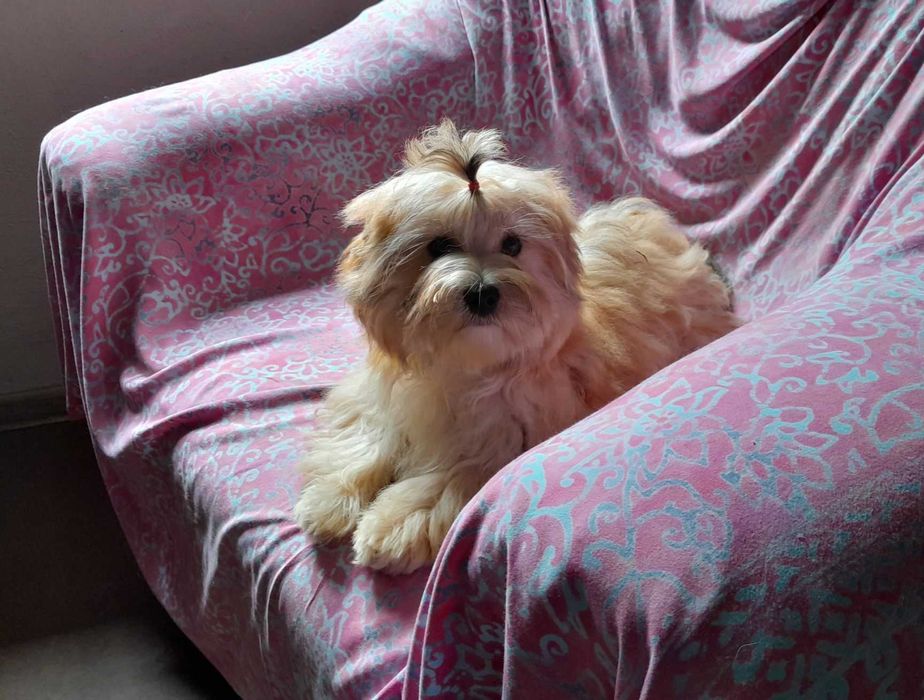 Ocean Pearl Yorkshire terrier ZHPR suczka KLARA