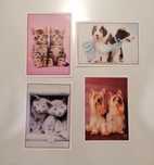 Conjunto de 4 cromos Meus Animais Divertidos, edição 2009 Panini