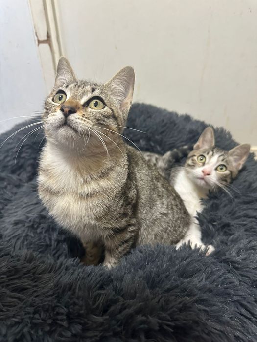 Gatinhos bebes para adoção responsavel