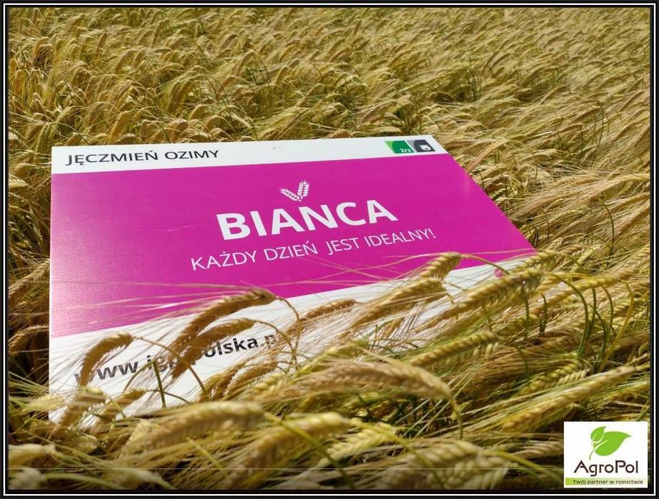 Jęczmień Ozimy BIANCA - Wysoki Plon Bardzo Grube Ziarno Nasiona IGP