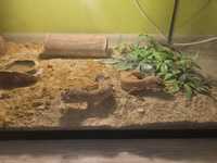 Gekony lamparcie z terrarium