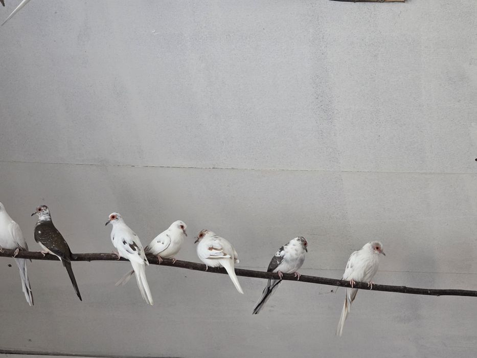 Goląbki Diamentowe Szeki